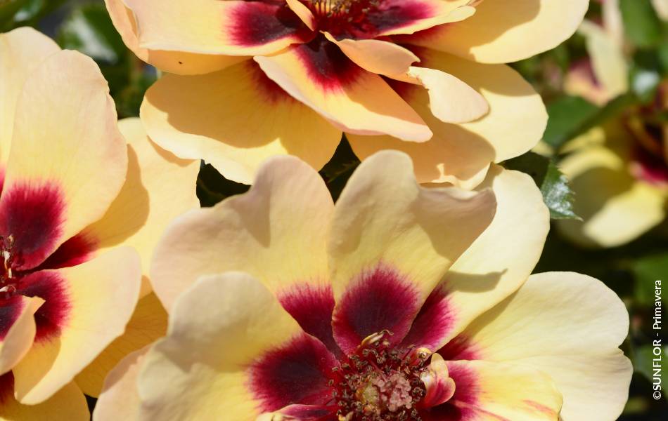 ©SUNFLOR - Primavera
